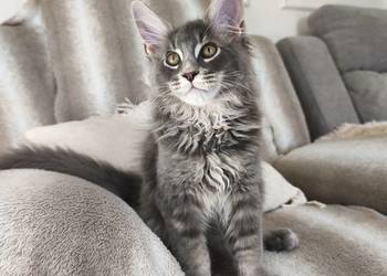 Kocurek Maine coon Axel