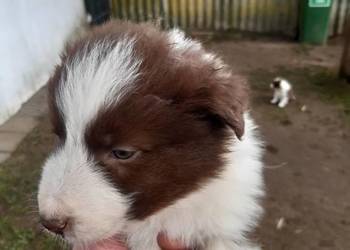 Bordel colie szczeniaki ,sunie ,pieski