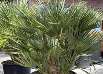 Sprzedam piękne palmy do ogrodu