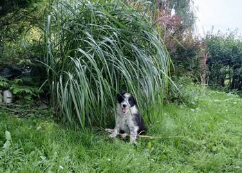Border collie śliczny piesek