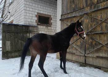 Ogier Małopolski Dolar