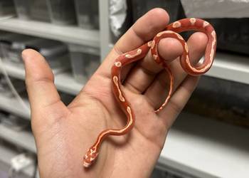 Wąż Zbożowy WZ13/2025 Samiec Amel Motley/Stripe