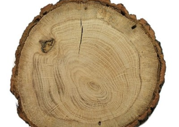 Plaster drewna dąb szlifowany 20-25cm Plastry Duży