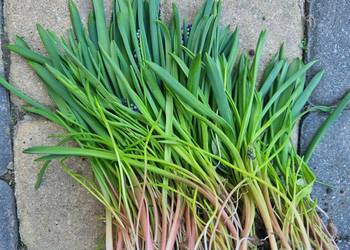 Szafirek niebieski sadzonka