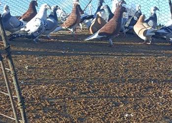 Gołębie Staropolskie