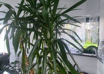 Kwiat JUKKA 2.5m