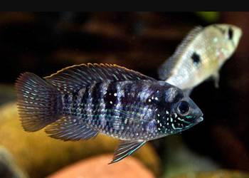 Akara błękitna - Andinoacara pulcher - BOGATA OFERTA