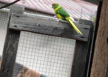 Kozy papugi