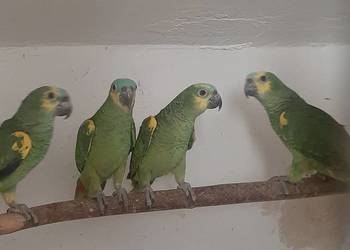 Amazonki niebieskoczelne