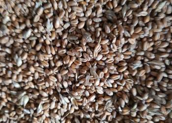 Sprzedam pszenicę ozimą i owies jary