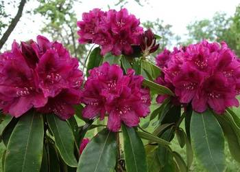 Różanecznik 'Old Port/Rhododendron 'Old Port' C5