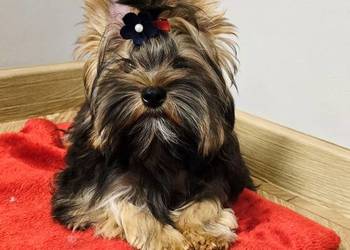 Śliczny piesek czekoladowy York Ocean Pearl Yorki do odbioru