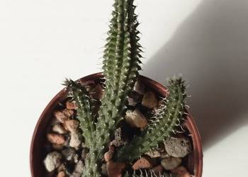 Echidnopsis chrysantha sukulent miniatura toinowate rzadkość