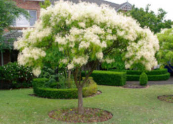 JESION MANNOWY Fraxinus - sadzonki 100cm w doniczkach