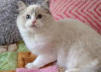 Kotka ragdoll blue lynx bikolor
