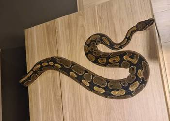 Pyton królewski + terrarium