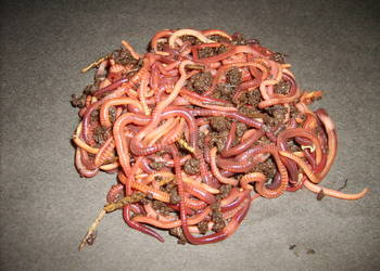 Dżdżownice kalifornijskie najtaniej