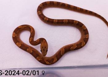 Węże zbożowe Bloodred 66%het Amel, Hypo.