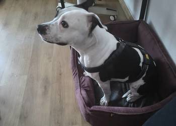 Suczka amstaff z rodowodem