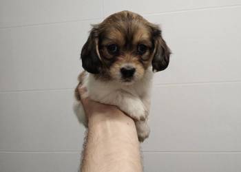 Schweenie Jamnik & Shihtzu długowłose