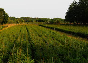 Sadzonki świerka dorodne i duże, 7 letnie, 80-100 cm. Świerk