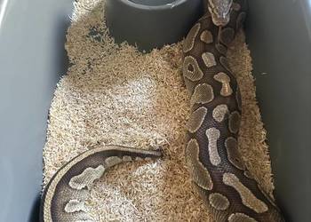 Pyton królewski Mojave dorosła samica (poss het pied)