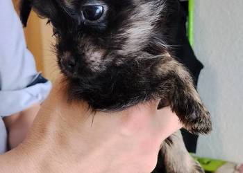 Suczki od matki shih tzu