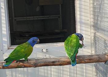 Piona Niebieskogłowa, Piona łuskowa.