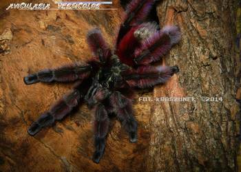 Avicularia versicolor , caribena L2 ,   L4/5