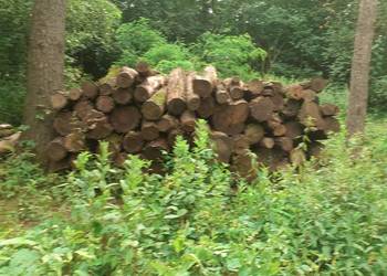 Drewno kominkowe akacja czeremcha