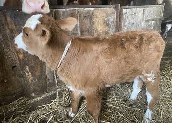 Jałóweczka cerwono- biała