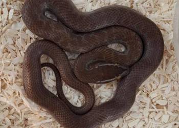 Wąż "mahoniowy" (Boaedon capensis) - het T+ ph T-