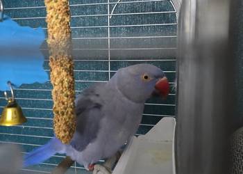 Papuga aleksandretta