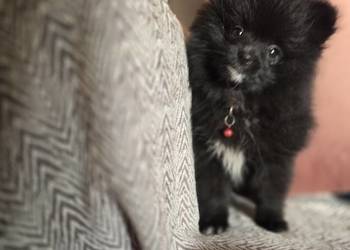 Pomeranian szpic miniaturowy