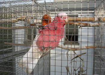 Kakadu Różowe Lutino