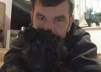 Szczeniaczki Rasy Owczarek Niemiecki długowłosy 1300 zł juz do odbioru