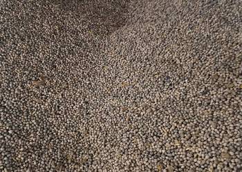 Łubin żółty szerokolistny