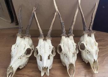 Koziołki, Porostki, Poroże