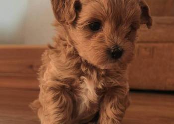 Szczenięta Maltipoo