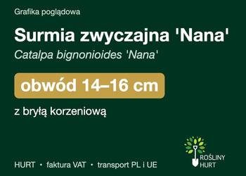 Surmia zwyczajna 'Nana' obwód 14-16 cm, z bryłą – HURT