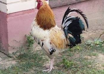 Sprzedam koguta