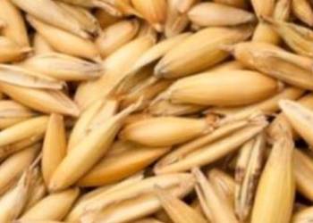 Owies tegoroczny  około 4 tony