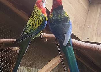 Sprzedam papugi rozelle królewskie, górskie pastele ,