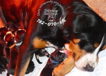 mamy szczenięta Duży Szwajcarski Pies Pasterski szczeniak szczeniaki