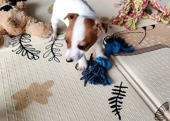 Jack Russell Terrier gładkowłose