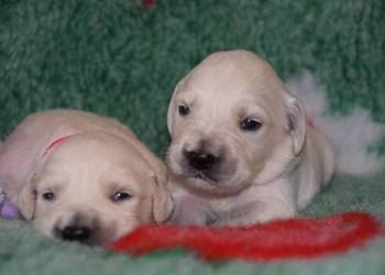 Szczenięta Golden Retriever ZKWP FCI