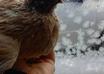 Samce przepiòrki sprzedam