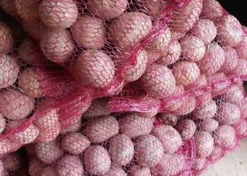 Ziemniaki wielkości sadzeniaka irga gala