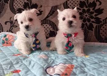 West Highland White Terrier