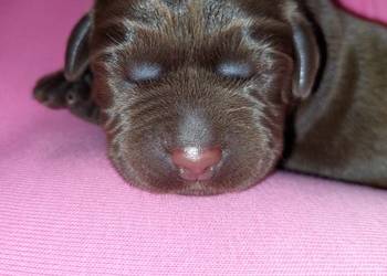 Labrador Retriever ZKwP/FCI- czekoladowe szczenięta